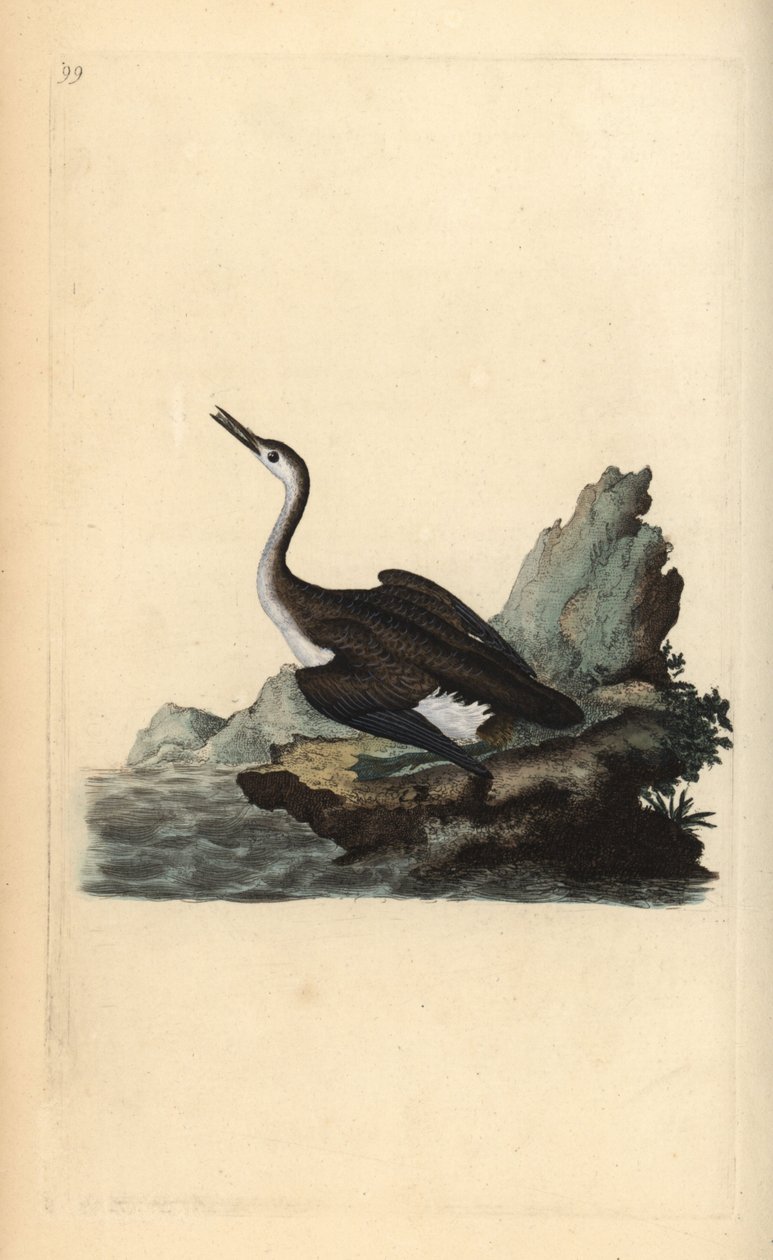 Suuri pohjoinen kuikka tai sukeltaja, Gavia immer. Käsinvärinen kuparilevy, jonka on piirtänyt ja kaivertanut Edward Donovan omasta "British Birds -luonnonhistoriastaan", Lontoossa tekijältä Edward Donovan