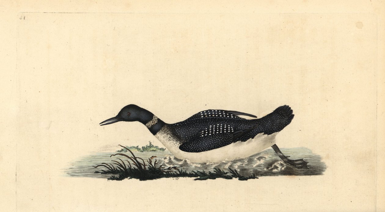 Suuri pohjoinen kuikka tai sukeltaja, Gavia immer. Käsinvärinen kuparilevy, jonka on piirtänyt ja kaivertanut Edward Donovan omasta "British Birds -luonnonhistoriastaan", Lontoossa tekijältä Edward Donovan