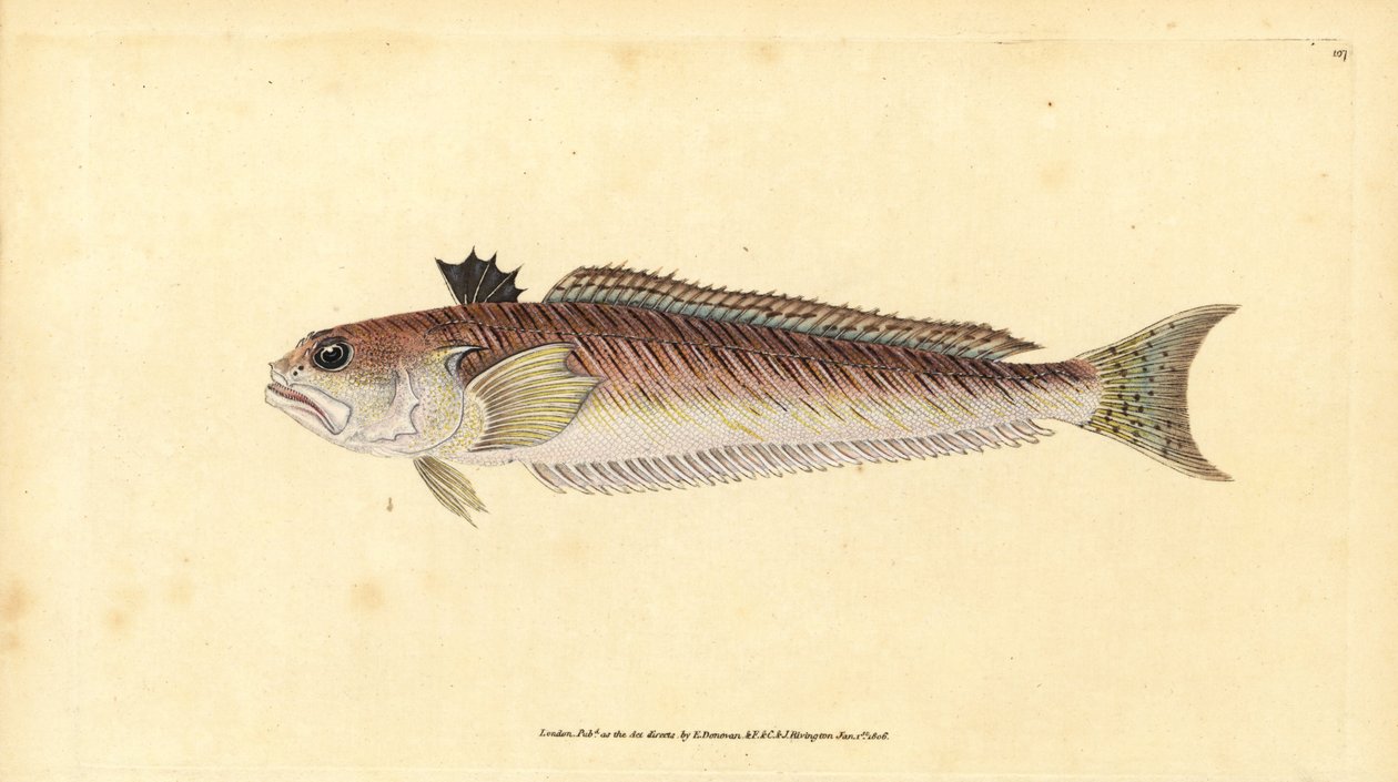 Suurvikko, Trachinus draco (Suurempi kutoja tai pistessonni, Trachinus major). Käsinvärinen kuparilevy, jonka on piirtänyt ja kaivertanut Edward Donovan teoksestaan Natural History of British Fishes, Donovan and F.C. ja J. Rivington, Lontoo tekijältä Edward Donovan