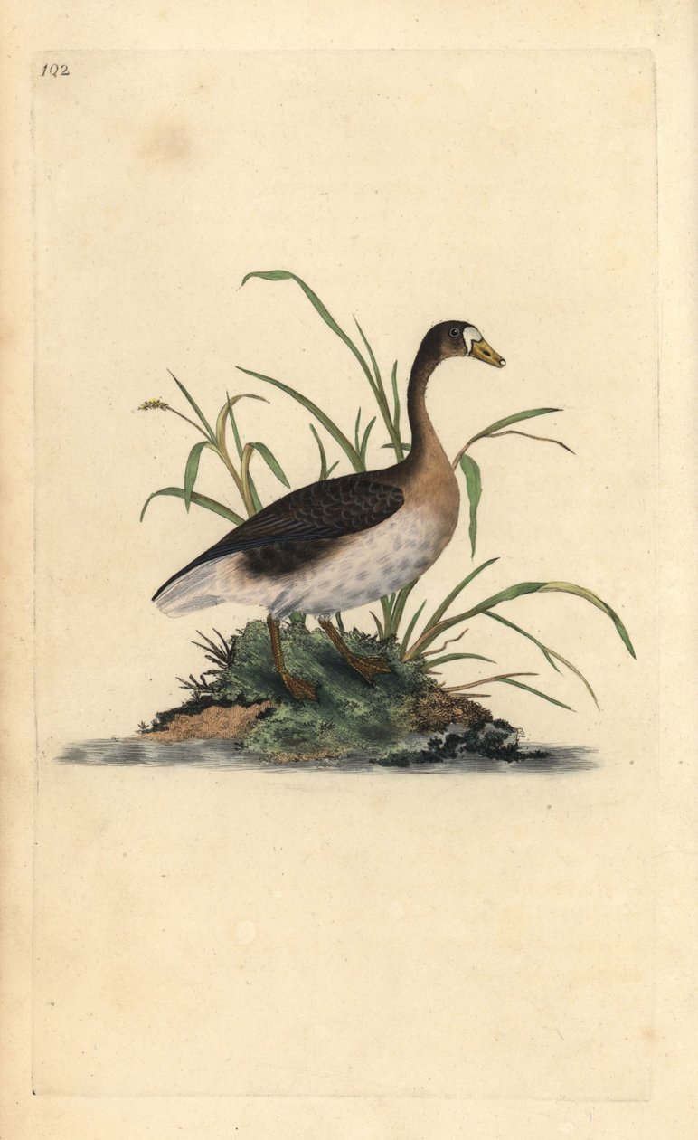 Suurhanhi, Anser albifrons. Käsinvärinen kuparilevy, jonka on piirtänyt ja kaivertanut Edward Donovan omasta "British Birds -luonnonhistoriastaan", Lontoossa tekijältä Edward Donovan