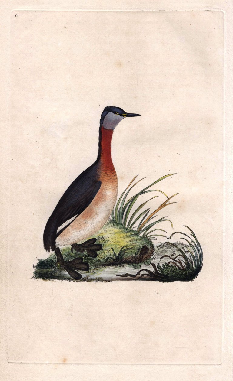 Grebe iloinen. Podiceps grisegena (Podiceps ruficollis). Edward Donovanin (1768-1837) kuparikaiverrus, julkaistu Lontoon Histoire naturelle des oiseaux britanniques -lehdessä tekijältä Edward Donovan