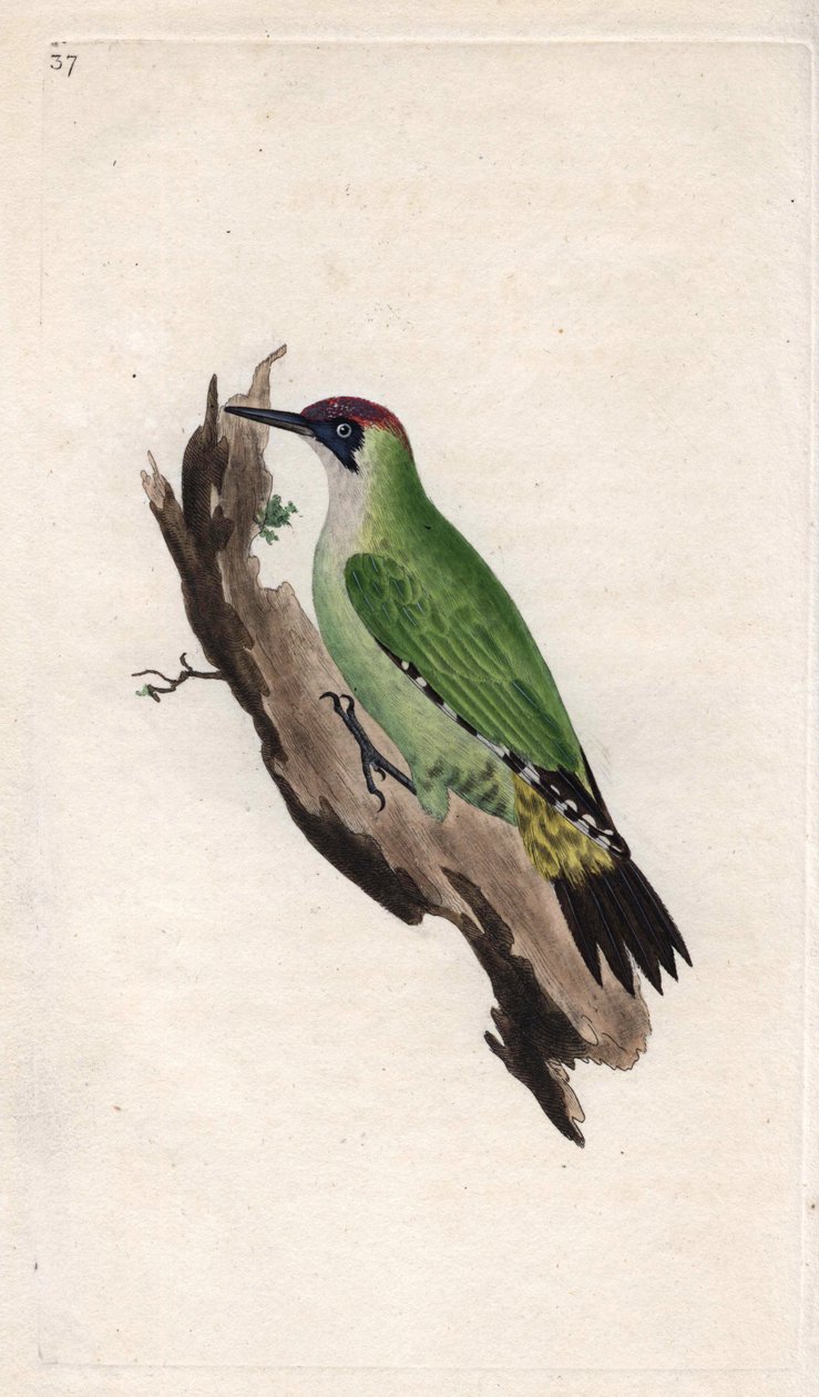 Vihreä tikka. Picus viridis. Edward Donovanin (1768-1837) kuparikaiverrus, julkaistu Natural History of British Birdsissa, Lontoossa tekijältä Edward Donovan