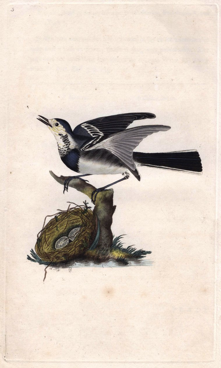 Harmaa Vääräkäs. Motacilla alba. Edward Donovanin (1768-1837) kuparikaiverrus, julkaistu Natural History of British Birdsissä, Lontoossa tekijältä Edward Donovan