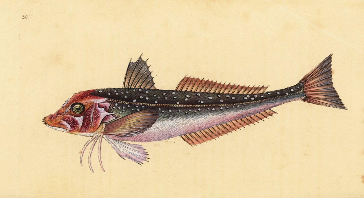 Harmaa gurnard, Eutrigla gurnardus (Trigla gurnardus). Käsinvärinen kuparilevy, jonka on piirtänyt ja kaivertanut Edward Donovan teoksestaan Natural History of British Fishes, Donovan and F.C. ja J. Rivington, Lontoo tekijältä Edward Donovan
