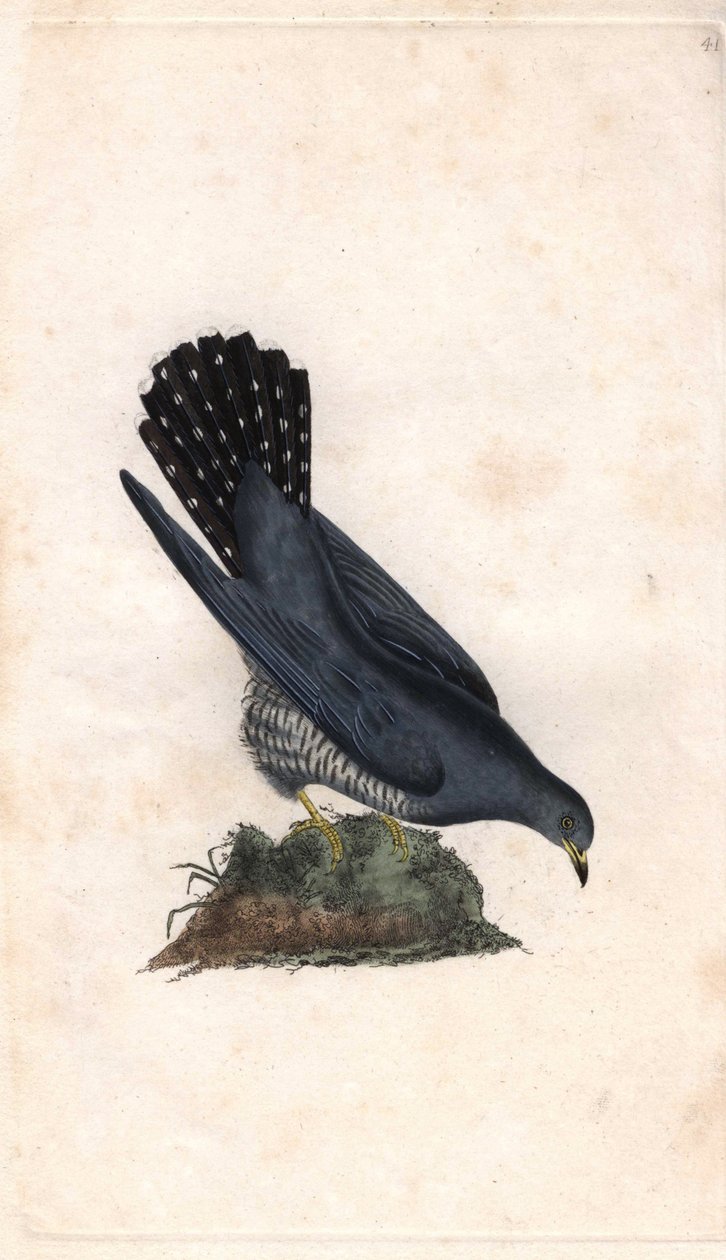 Harmaa hei. Cuculus canorus. Edward Donovanin (1768-1837) kuparikaiverrus, julkaistu teoksessa Histoire naturelle des oiseaux britanniques, Lontoo. tekijältä Edward Donovan