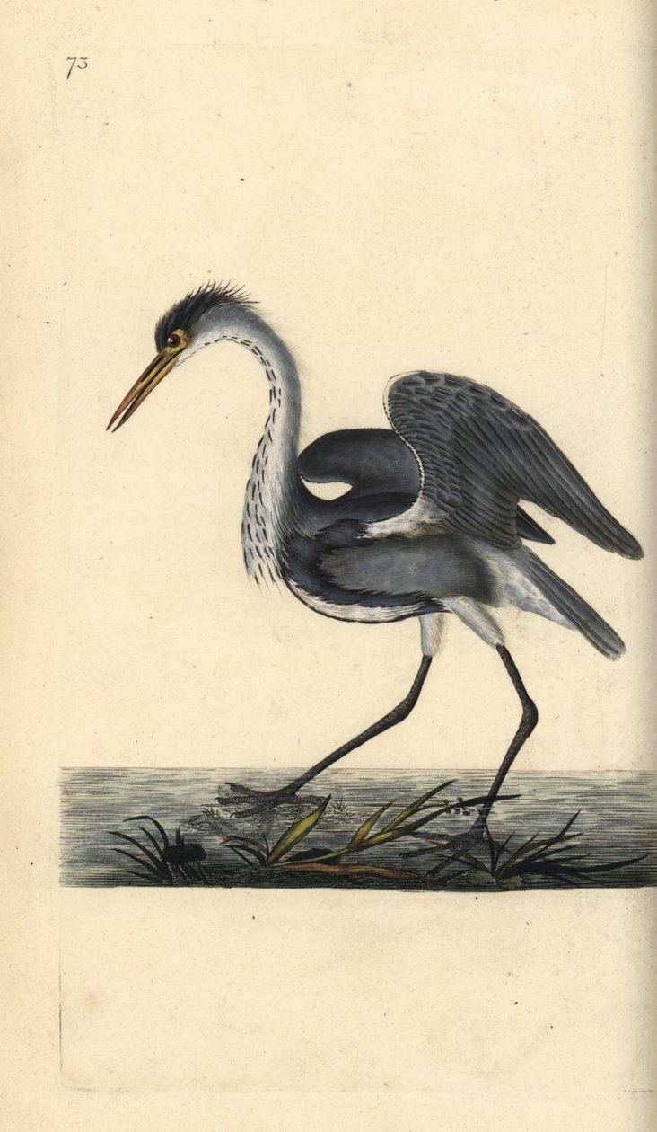 Harmaahaikara, Ardea cinerea. Käsinvärinen kuparilevy, jonka on piirtänyt ja kaivertanut Edward Donovan omasta "British Birds -luonnonhistoriastaan", Lontoossa tekijältä Edward Donovan