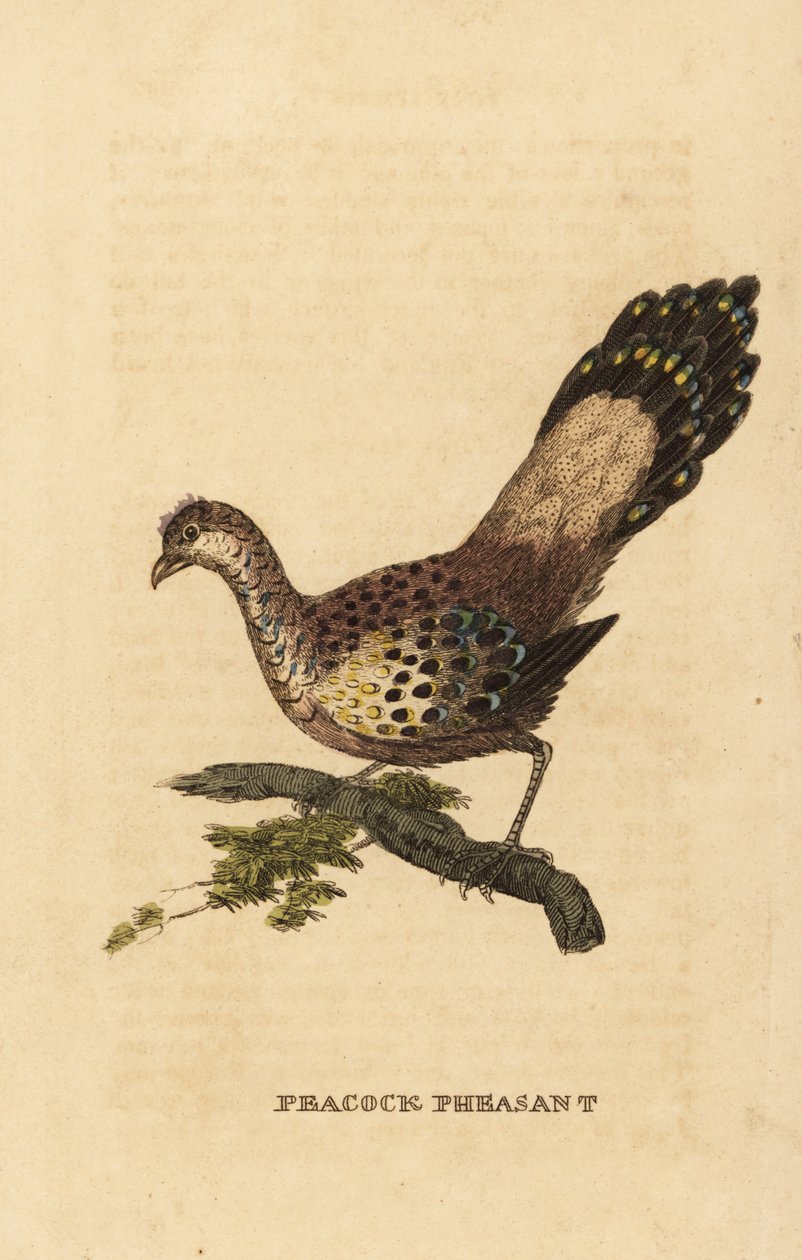 Harmaa riikinkukko-fasaani, Polyplectron bicalcaratum tekijältä Edward Donovan