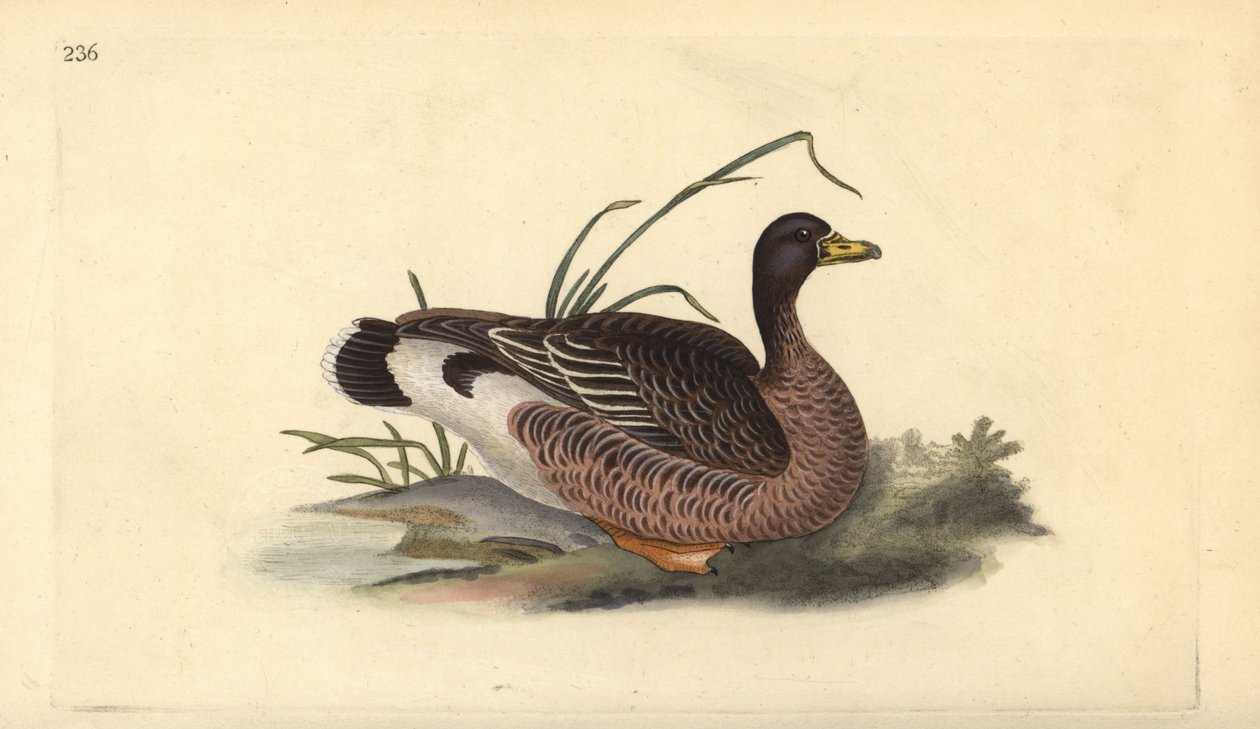Harmaahanhi, Anser anser. Käsinvärinen kuparilevy, jonka on piirtänyt ja kaivertanut Edward Donovan omasta "British Birds -luonnonhistoriastaan", Lontoossa tekijältä Edward Donovan