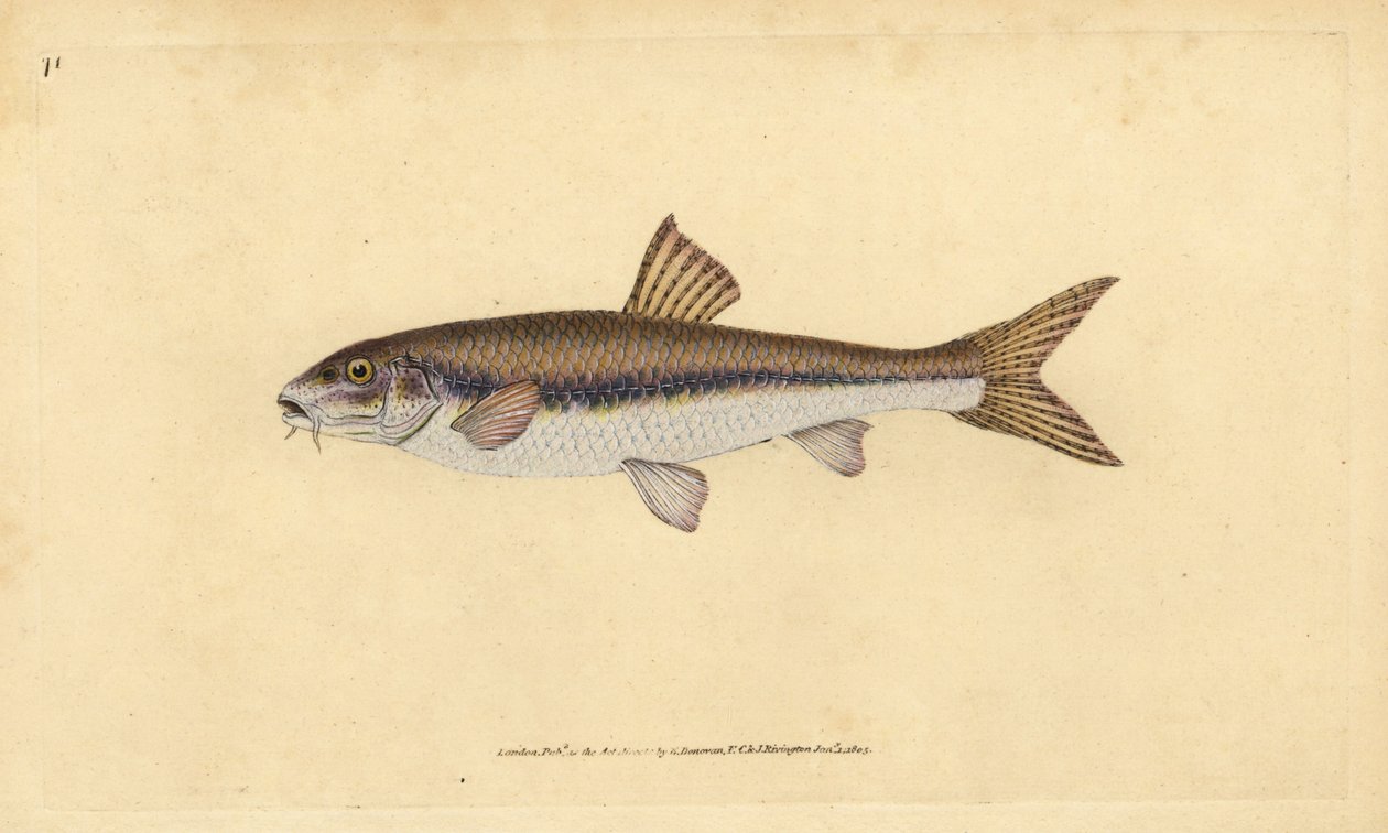 Gudgeon, Gobio gobio (Cyprinus gobio). Käsinvärinen kuparilevy, jonka on piirtänyt ja kaivertanut Edward Donovan teoksestaan Natural History of British Fishes, Donovan and F.C. ja J. Rivington, Lontoo tekijältä Edward Donovan