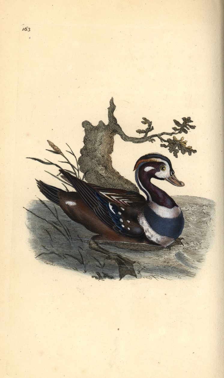 Harlekiiniankka, Histrionicus histrionicus. Käsinvärinen kuparilevy, jonka on piirtänyt ja kaivertanut Edward Donovan omasta "British Birds -luonnonhistoriastaan", Lontoossa tekijältä Edward Donovan