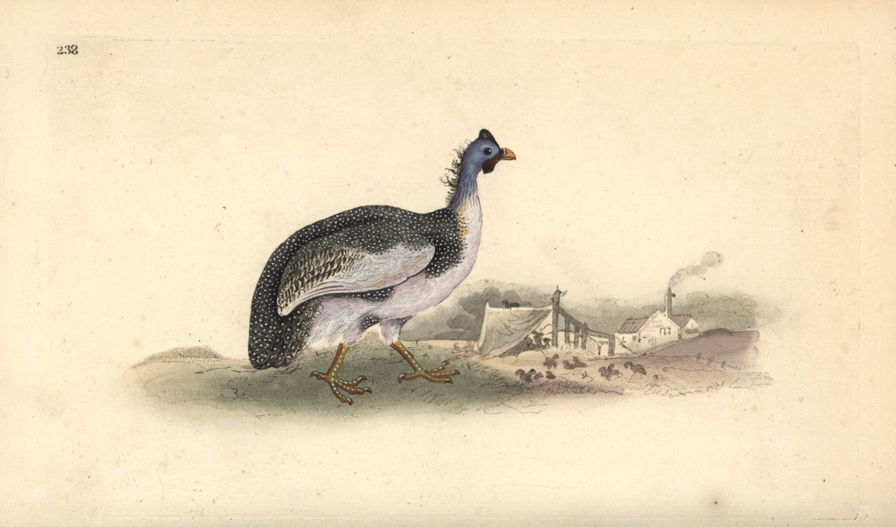 Kypäräinen helmikana, Numida meleagris. Käsinvärinen kuparilevy, jonka on piirtänyt ja kaivertanut Edward Donovan omasta "British Birds -luonnonhistoriastaan", Lontoossa tekijältä Edward Donovan