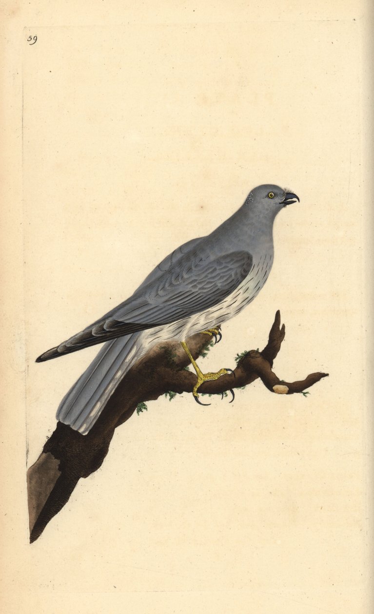Kananirkka, Circus cyaneus. Käsinvärinen kuparilevy, jonka on piirtänyt ja kaivertanut Edward Donovan omasta "British Birds -luonnonhistoriastaan", Lontoossa tekijältä Edward Donovan