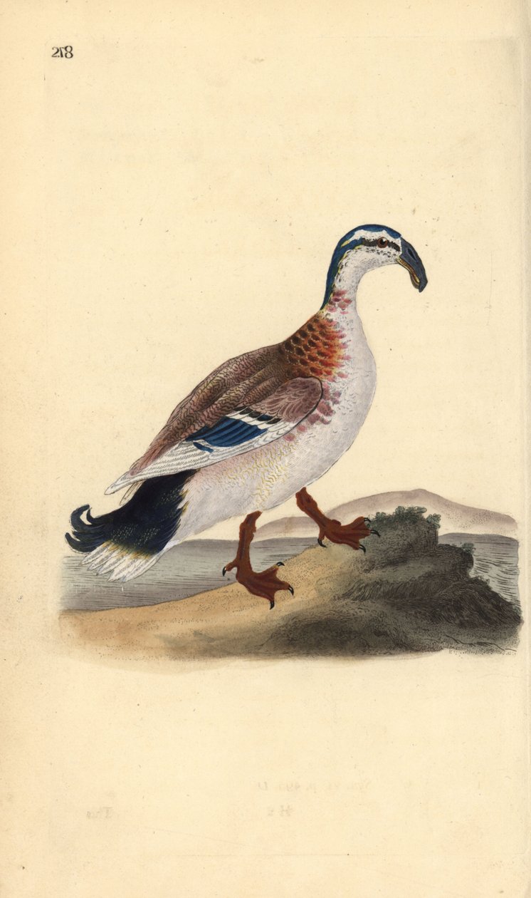 Koukkunokkasorsa, Anas platyrhynchos. Käsinvärinen kuparilevy, jonka on piirtänyt ja kaivertanut Edward Donovan omasta "British Birds -luonnonhistoriastaan", Lontoossa tekijältä Edward Donovan