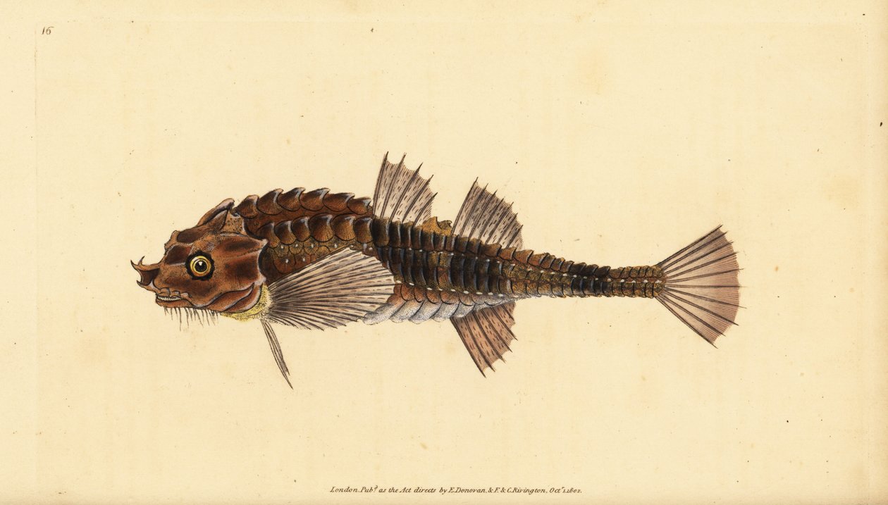 Koukkunokka, Agonus cataphractus (Pogge tai aseistettu härkäpää, Cottus cataphractus). Edward Donovanin käsin piirtämä ja kaiverrettu kuparilevy teoksesta Natural History of British Fishes, Donovan and F.C. and J. Rivington, Lontoo. tekijältä Edward Donovan