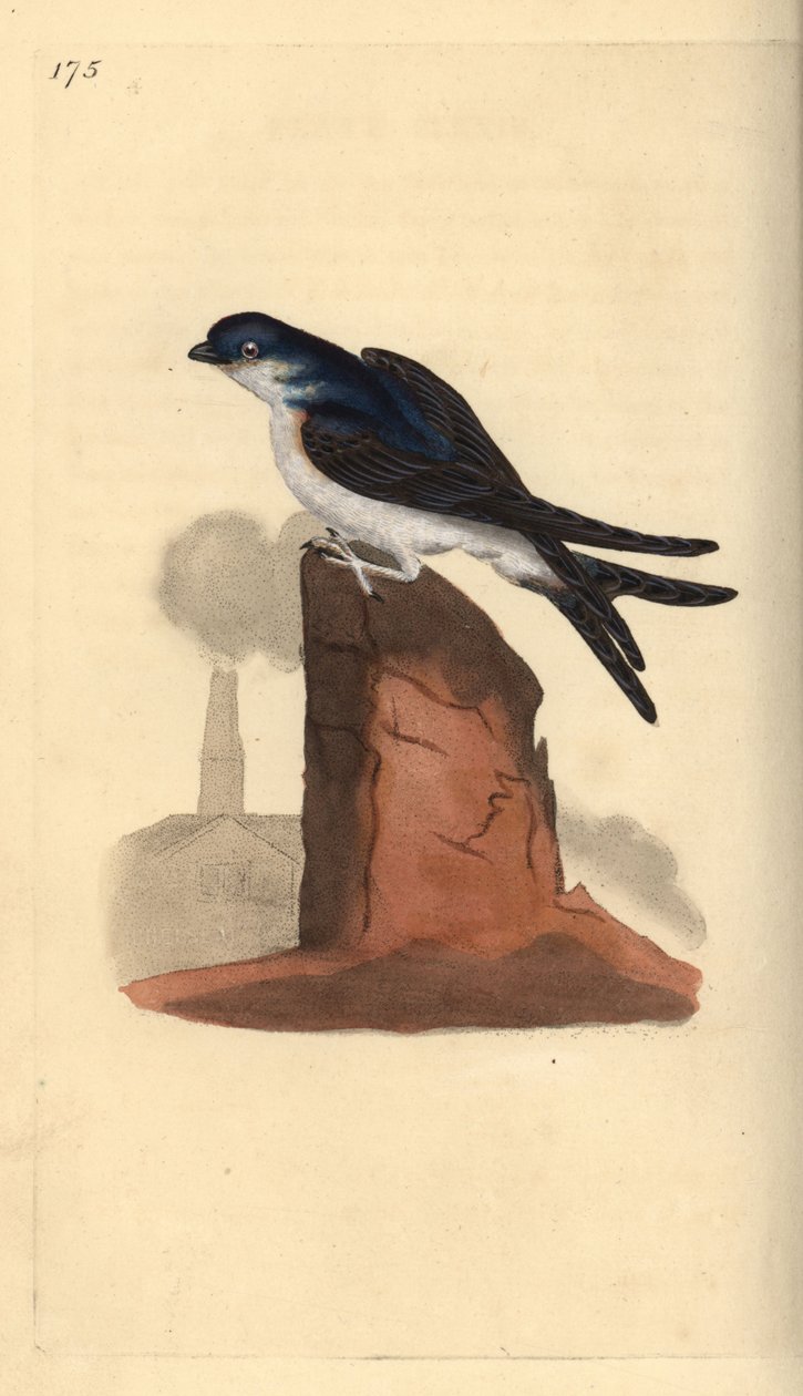 Talo martin, Delichon urbicum, savupiipun päällä. Käsinvärinen kuparilevy, jonka on piirtänyt ja kaivertanut Edward Donovan omasta "British Birds -luonnonhistoriastaan", Lontoossa tekijältä Edward Donovan