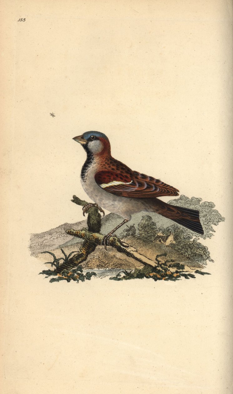 Varpunen, Pour domesticus. Käsinvärinen kuparilevy, jonka on piirtänyt ja kaivertanut Edward Donovan omasta "British Birds -luonnonhistoriastaan", Lontoossa tekijältä Edward Donovan