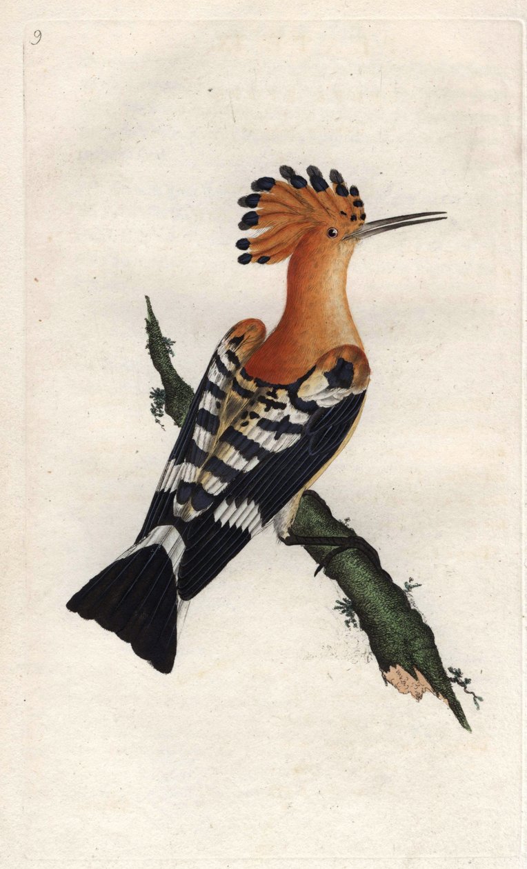 Hoopoe. Upupa epops. Edward Donovanin (1768-1837) kuparikaiverrus, julkaistu Natural History of British Birdsissä, Lontoossa tekijältä Edward Donovan