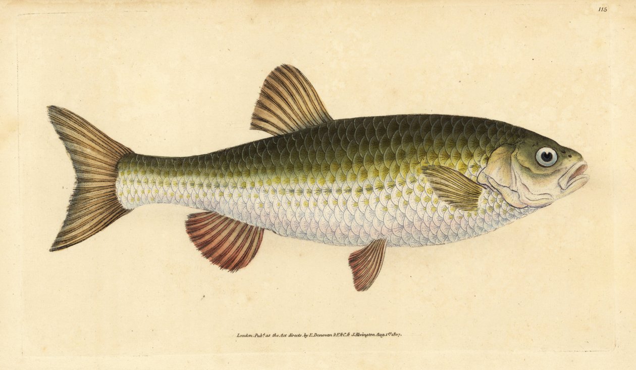 Ide, Leuciscus idus (Chub, Cyprinus jeses). Käsinvärinen kuparilevy, jonka on piirtänyt ja kaivertanut Edward Donovan teoksestaan Natural History of British Fishes, Donovan and F.C. ja J. Rivington, Lontoo tekijältä Edward Donovan