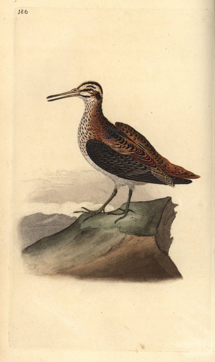 Jack Snipe, Lymnocrypts minimus. Käsinvärinen kuparilevy, jonka on piirtänyt ja kaivertanut Edward Donovan omasta "British Birds -luonnonhistoriastaan", Lontoossa tekijältä Edward Donovan