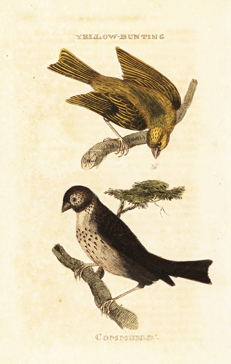 Japanilainen keltasirkku, Emberiza sulphurata ja maissisirkku, Emberiza calandra tekijältä Edward Donovan