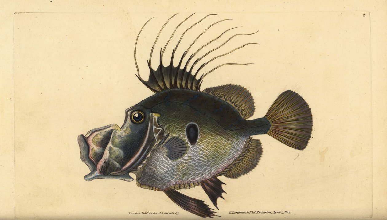 John Dory tai Doree, Zeus faber. Edward Donovanin käsin piirtämä ja kaiverrettu kuparilevy teoksesta Natural History of British Fishes, Donovan and F.C. and J. Rivington, Lontoo. tekijältä Edward Donovan