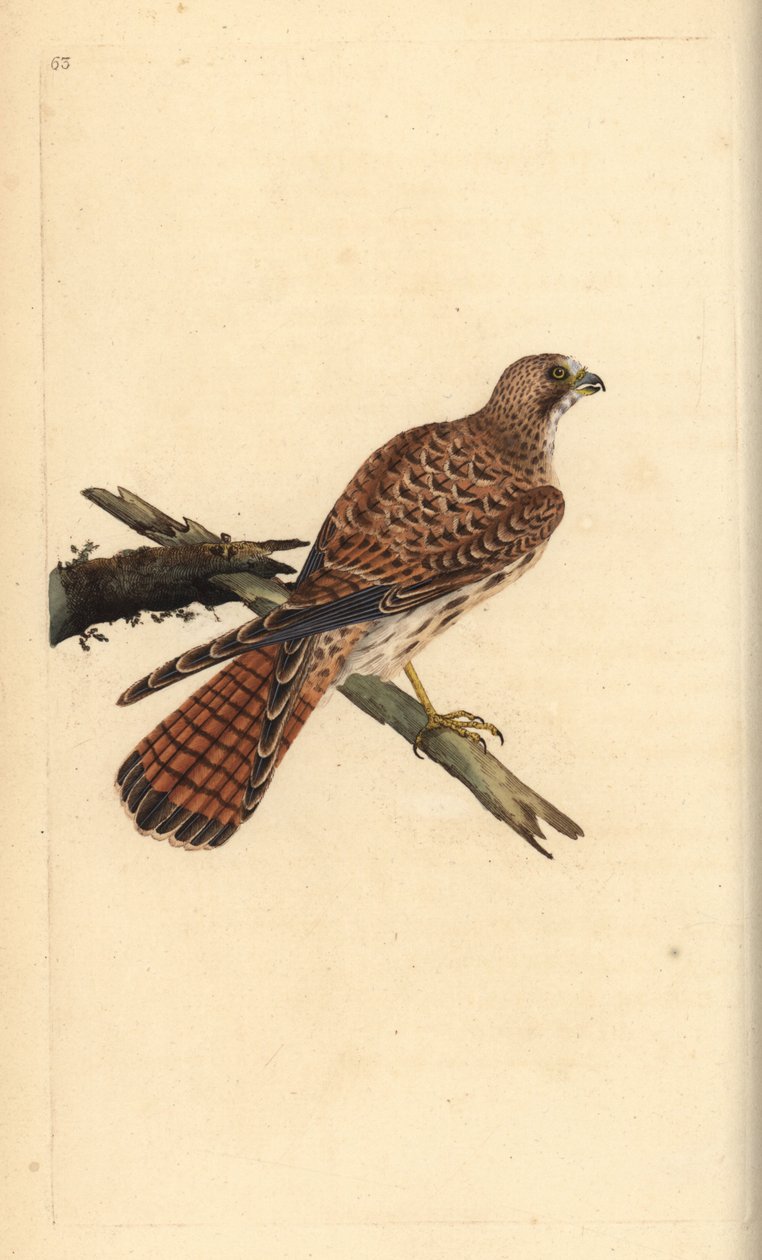 Kestrel, Falco tinnunculus, naaras. Käsinvärinen kuparilevy, jonka on piirtänyt ja kaivertanut Edward Donovan omasta "British Birds -luonnonhistoriastaan", Lontoossa tekijältä Edward Donovan