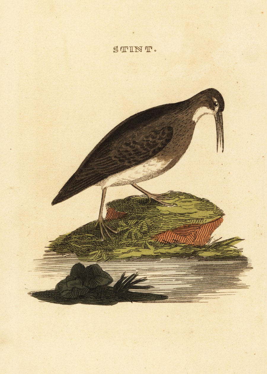 Vähiten hiekkapiippu, Calidris minutilla tekijältä Edward Donovan
