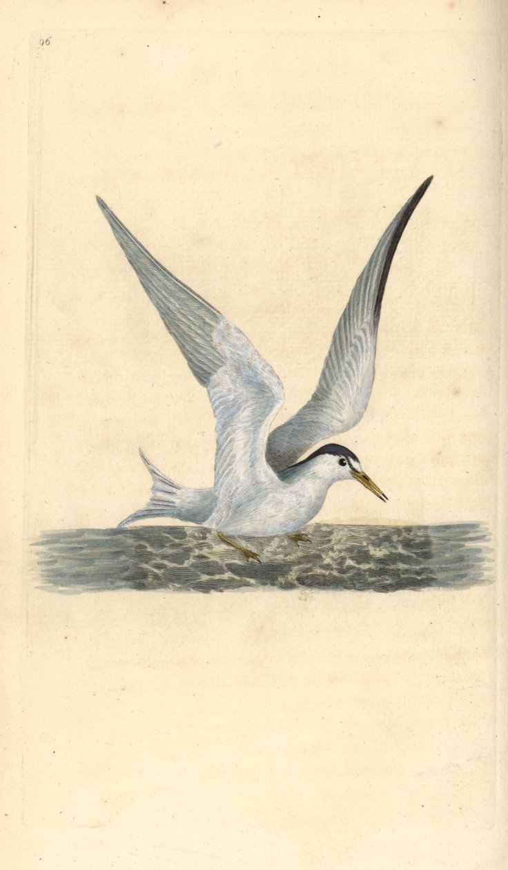 Pikkutiira, Sternula albifrons. Käsinvärinen kuparilevy, jonka on piirtänyt ja kaivertanut Edward Donovan omasta "British Birds -luonnonhistoriastaan", Lontoossa tekijältä Edward Donovan