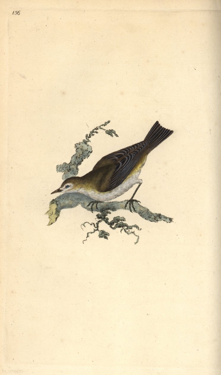 Pienemmät pettychaps, hippolay motacilla. Käsinvärinen kuparilevy, jonka on piirtänyt ja kaivertanut Edward Donovan omasta "British Birds -luonnonhistoriastaan", Lontoossa tekijältä Edward Donovan