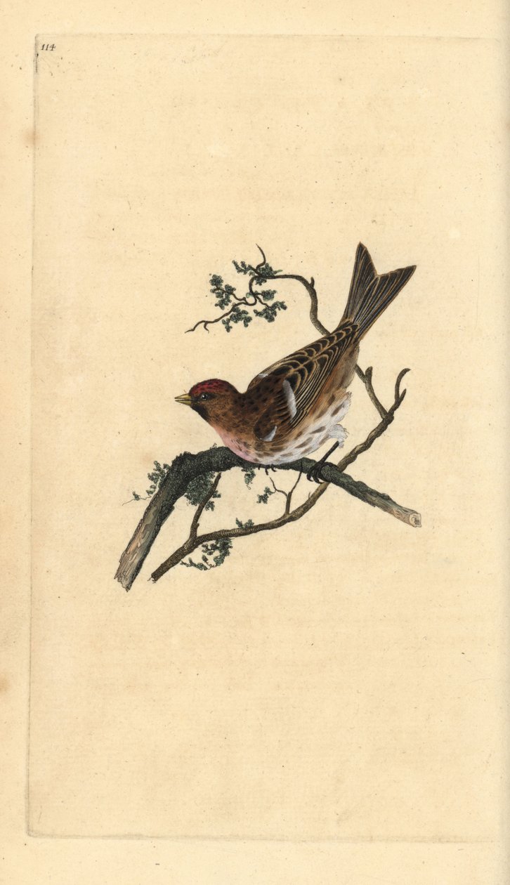 Pieni punainen poll, Carduelis kabaree. Käsinvärinen kuparilevy, jonka on piirtänyt ja kaivertanut Edward Donovan omasta "British Birds -luonnonhistoriastaan", Lontoossa tekijältä Edward Donovan