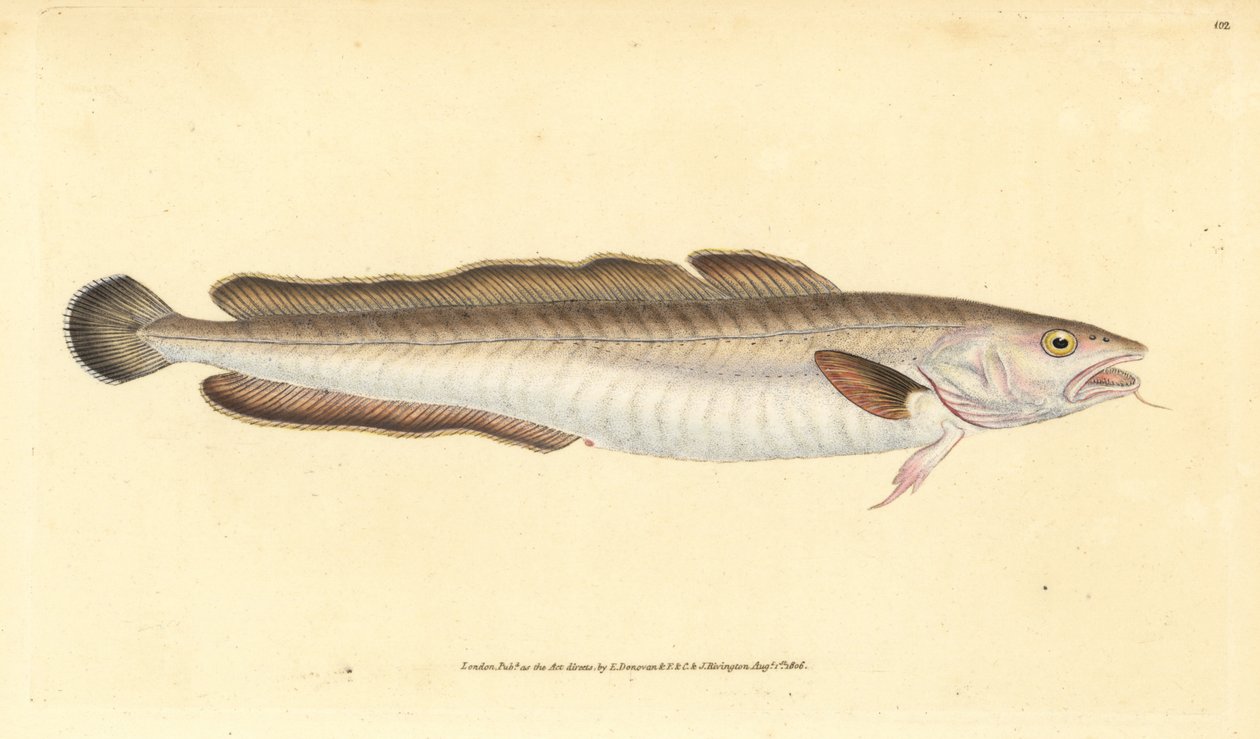 Molva, Molva molva (Gadus molva). Käsinvärinen kuparilevy, jonka on piirtänyt ja kaivertanut Edward Donovan teoksestaan Natural History of British Fishes, Donovan and F.C. ja J. Rivington, Lontoo tekijältä Edward Donovan