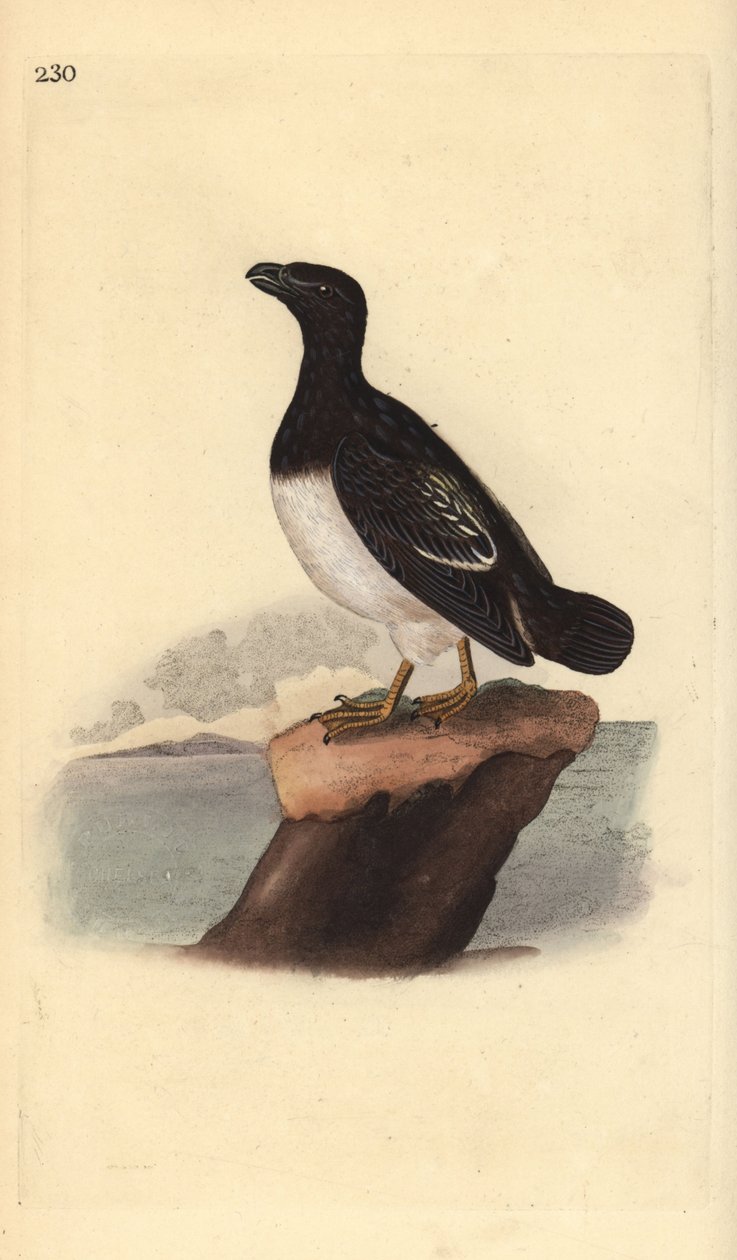 Little auk tai Dovekie (naaras), All alle. Käsinvärinen kuparilevy, jonka on piirtänyt ja kaivertanut Edward Donovan omasta "British Birds -luonnonhistoriastaan", Lontoossa tekijältä Edward Donovan
