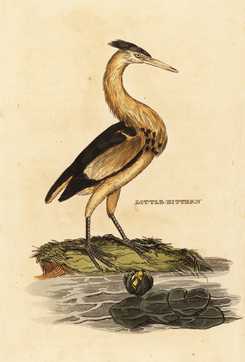 Pikku karvas, Ixobrychus minuteus tekijältä Edward Donovan