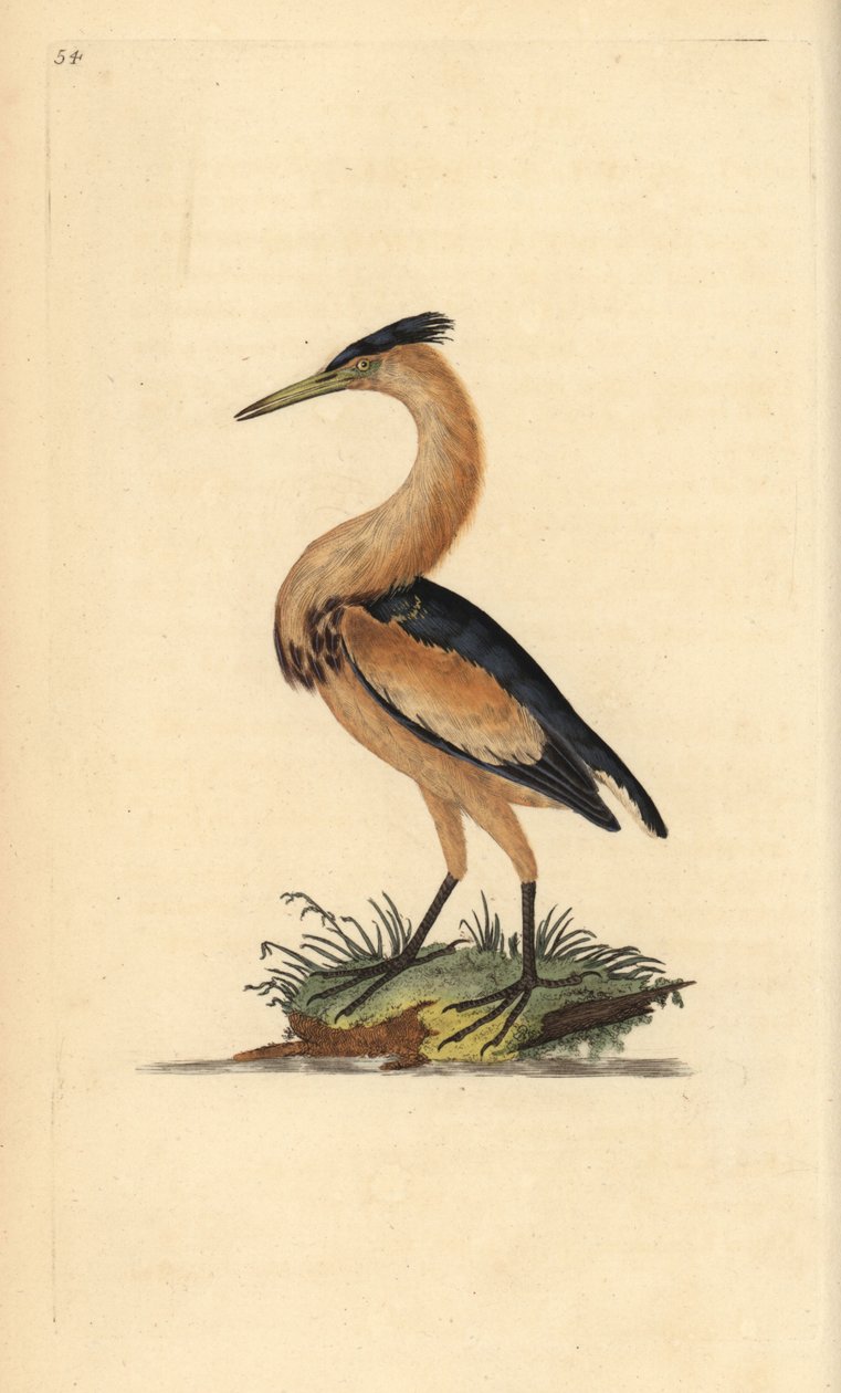 Pikkukarvas, Ixobrychus minutus. Käsinvärinen kuparilevy, jonka on piirtänyt ja kaivertanut Edward Donovan omasta "British Birds -luonnonhistoriastaan", Lontoossa tekijältä Edward Donovan