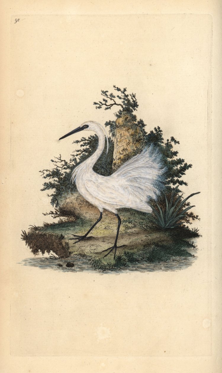 Pikkuhaikara, Egreta garzetta. Käsinvärinen kuparilevy, jonka on piirtänyt ja kaivertanut Edward Donovan omasta "British Birds -luonnonhistoriastaan", Lontoossa tekijältä Edward Donovan