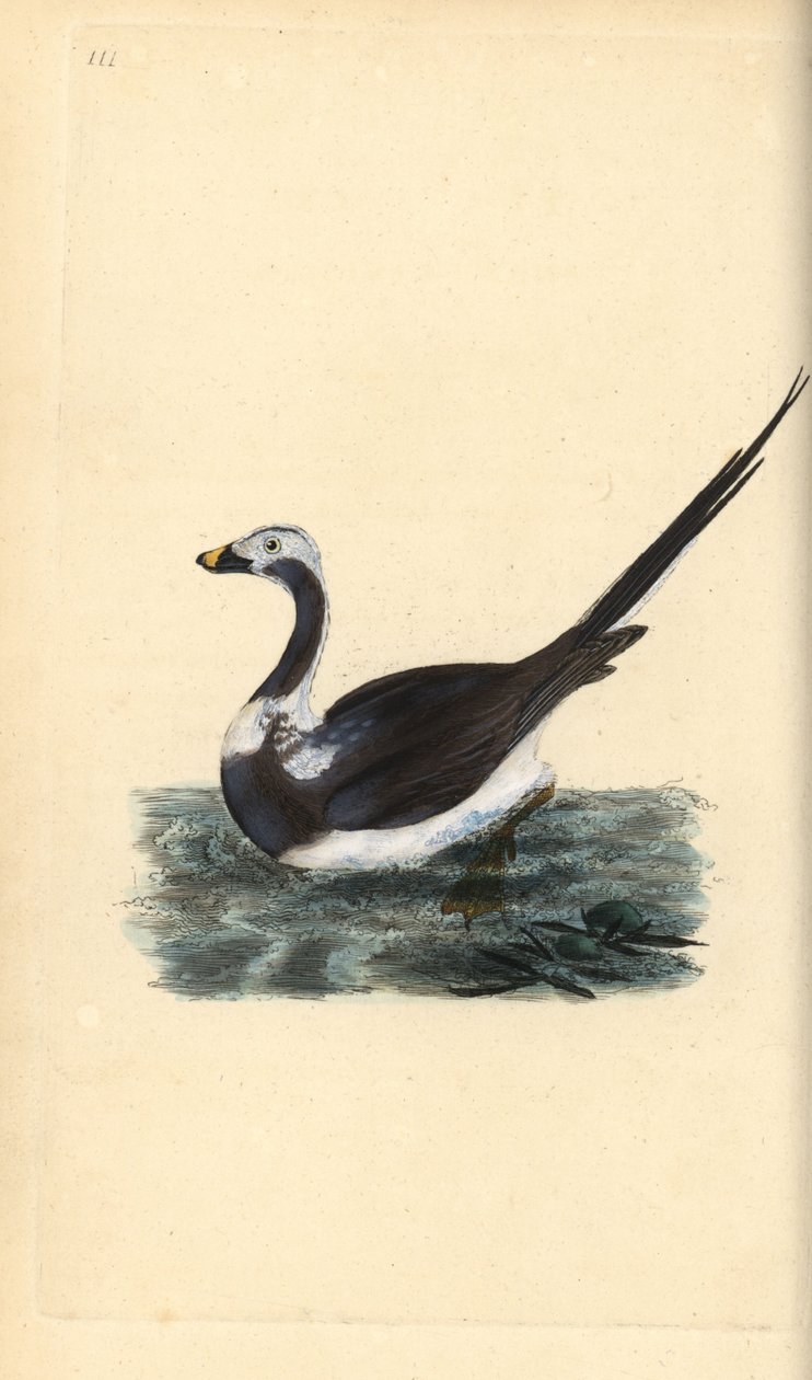 Pitkähäntäankka, Clangula hyemalis. Haavoittuvainen. Käsinvärinen kuparilevy, jonka on piirtänyt ja kaivertanut Edward Donovan omasta "British Birds -luonnonhistoriastaan", Lontoossa tekijältä Edward Donovan