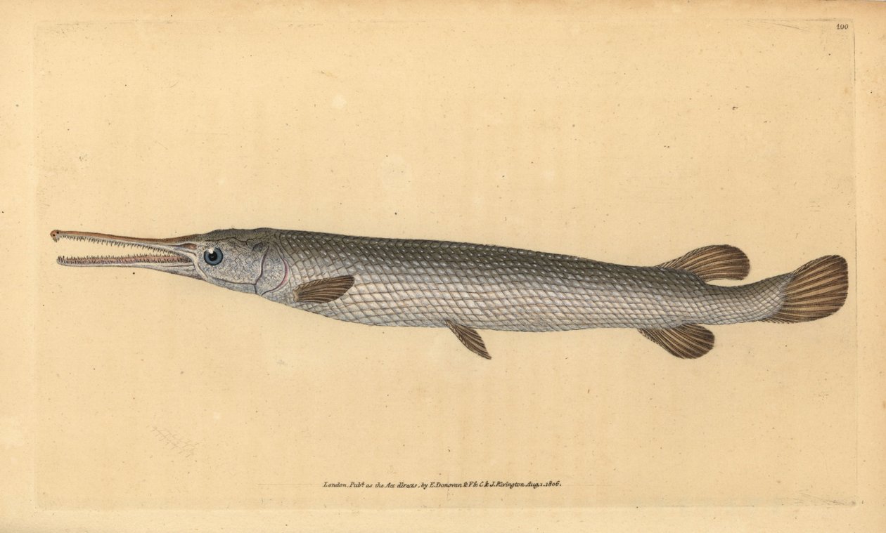 Pitkänokka, Lepisosteus osseus (Osseus gar fish, Esox osseus). Käsinvärinen kuparilevy, jonka on piirtänyt ja kaivertanut Edward Donovan teoksestaan Natural History of British Fishes, Donovan and F.C. ja J. Rivington, Lontoo tekijältä Edward Donovan