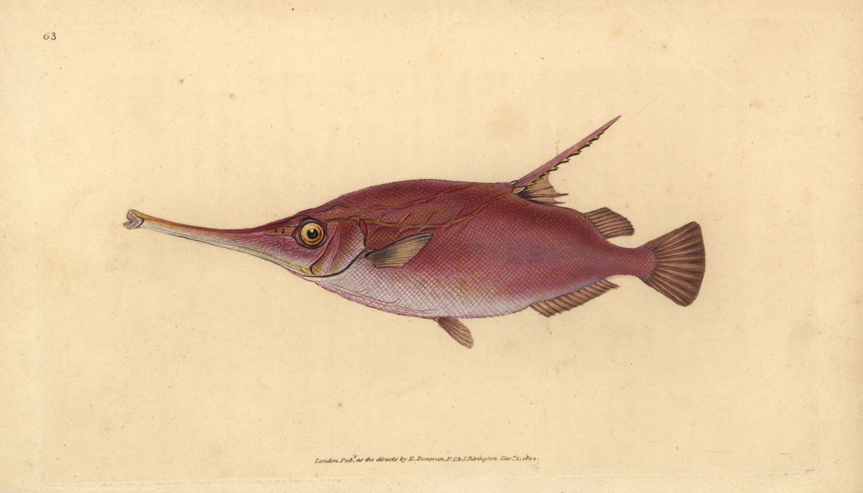 Pitkäkärkikala, Macroramphosus scolopax (Snipe tai trumpettikala, Centriscus scolopax). Käsinvärinen kuparilevy, jonka on piirtänyt ja kaivertanut Edward Donovan teoksestaan Natural History of British Fishes, Donovan and F.C. ja J. Rivington, Lontoo tekijältä Edward Donovan