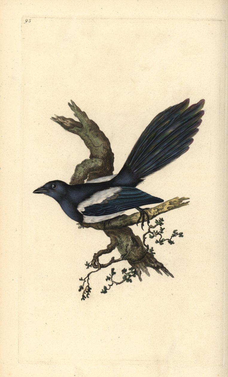 Harakka, Pica pica. Käsinvärinen kuparilevy, jonka on piirtänyt ja kaivertanut Edward Donovan omasta "British Birds -luonnonhistoriastaan", Lontoossa tekijältä Edward Donovan