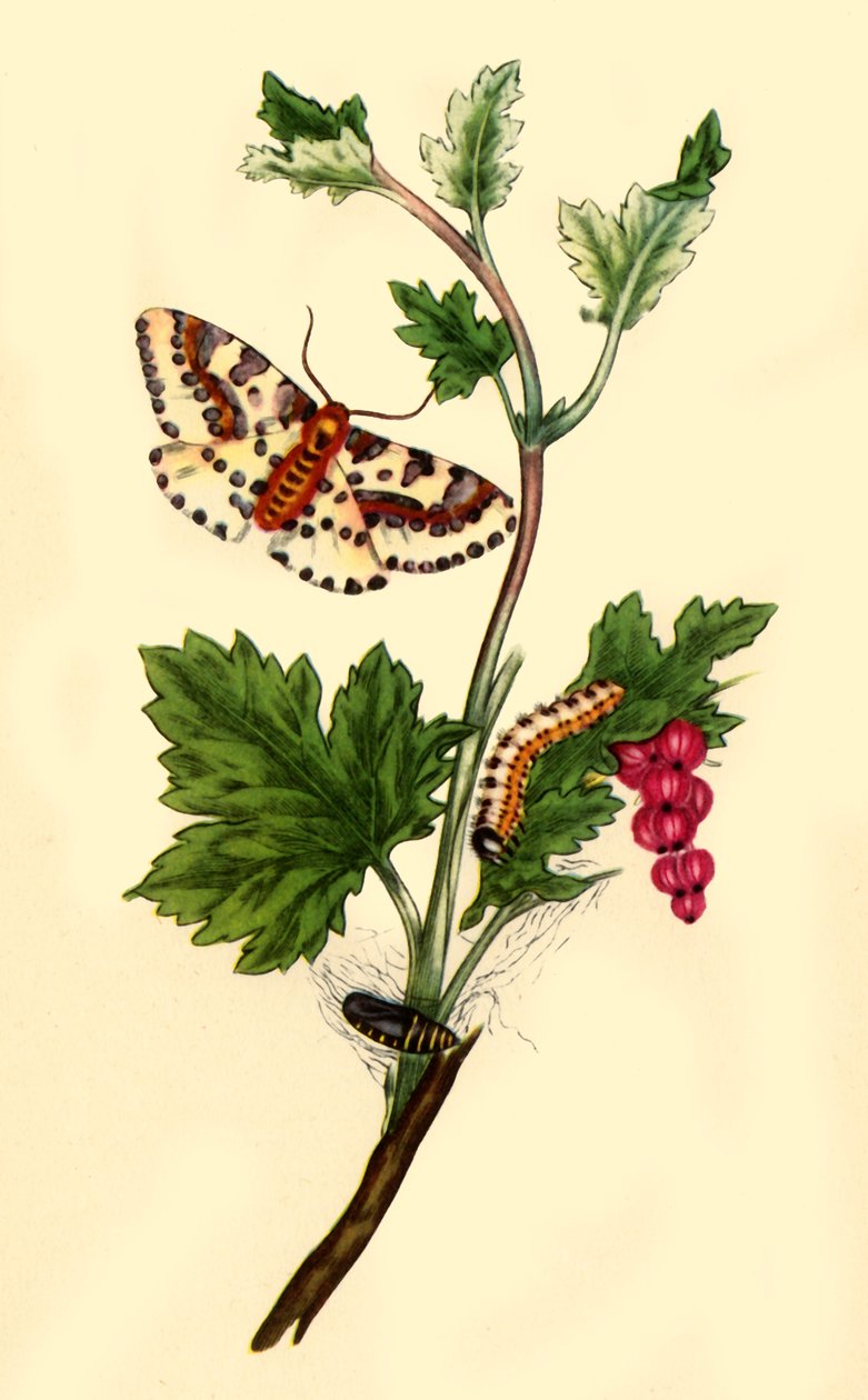 "Maggin rantavirtakoi: Flanae grossularizata", 1813, 1945. tekijältä Edward Donovan