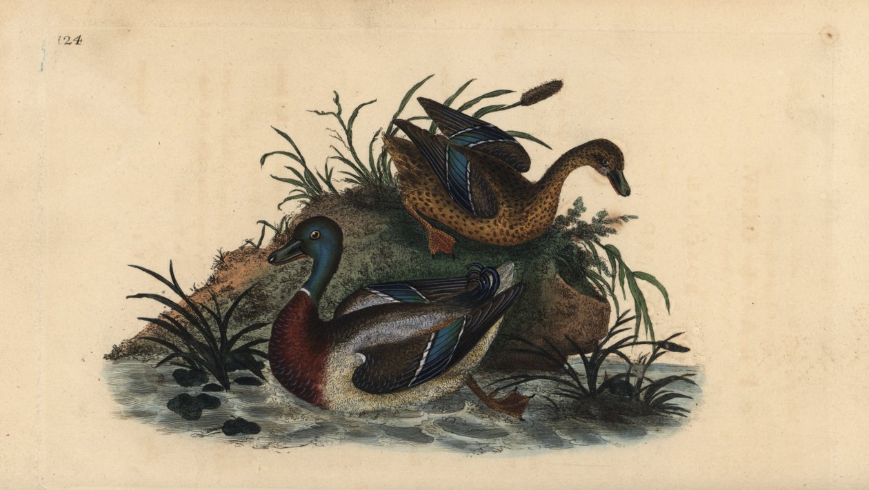 Sinisorsat, Anas platyrhynchos, uros- ja naaraspari. Käsinvärinen kuparilevy, jonka on piirtänyt ja kaivertanut Edward Donovan omasta "British Birds -luonnonhistoriastaan", Lontoossa tekijältä Edward Donovan
