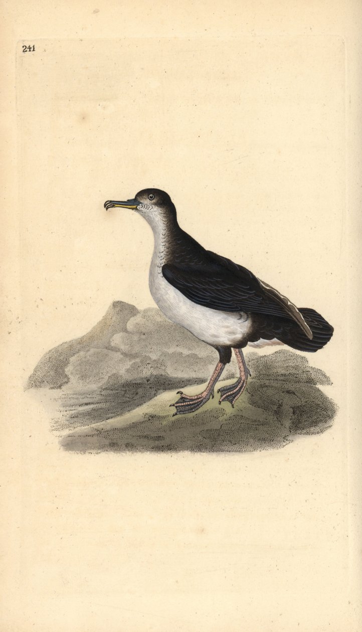 Manx shearwater, Puffinus puffinus. Käsinvärinen kuparilevy, jonka on piirtänyt ja kaivertanut Edward Donovan omasta "British Birds -luonnonhistoriastaan", Lontoossa tekijältä Edward Donovan