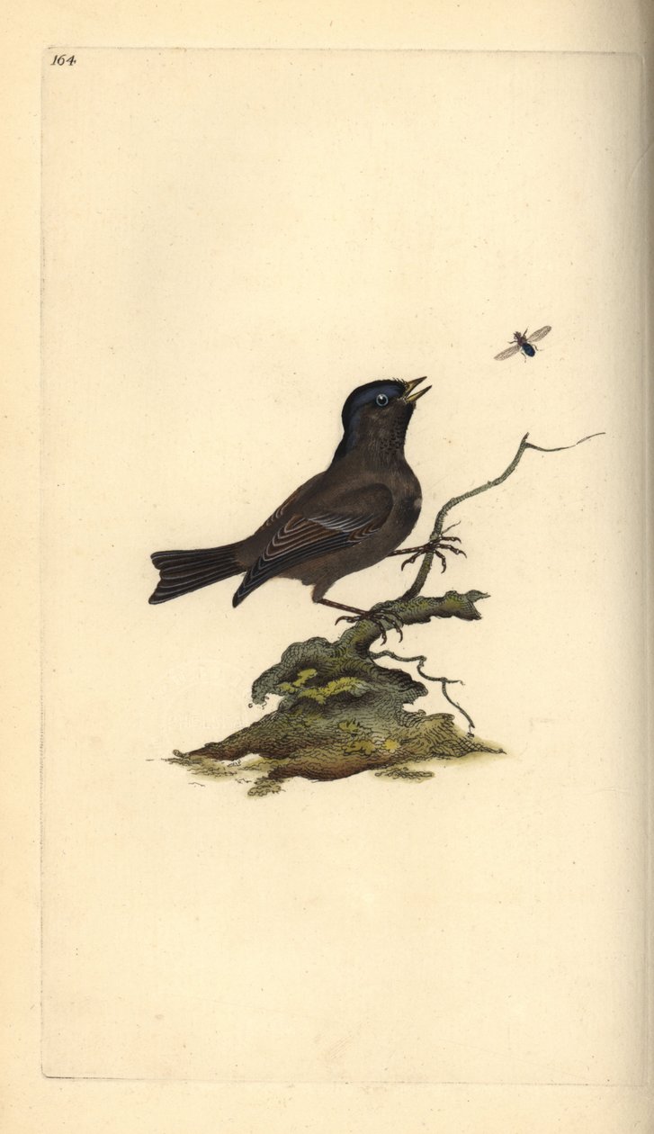 Suotiainen, Poecile Palustris. Käsinvärinen kuparilevy, jonka on piirtänyt ja kaivertanut Edward Donovan omasta "British Birds -luonnonhistoriastaan", Lontoossa tekijältä Edward Donovan