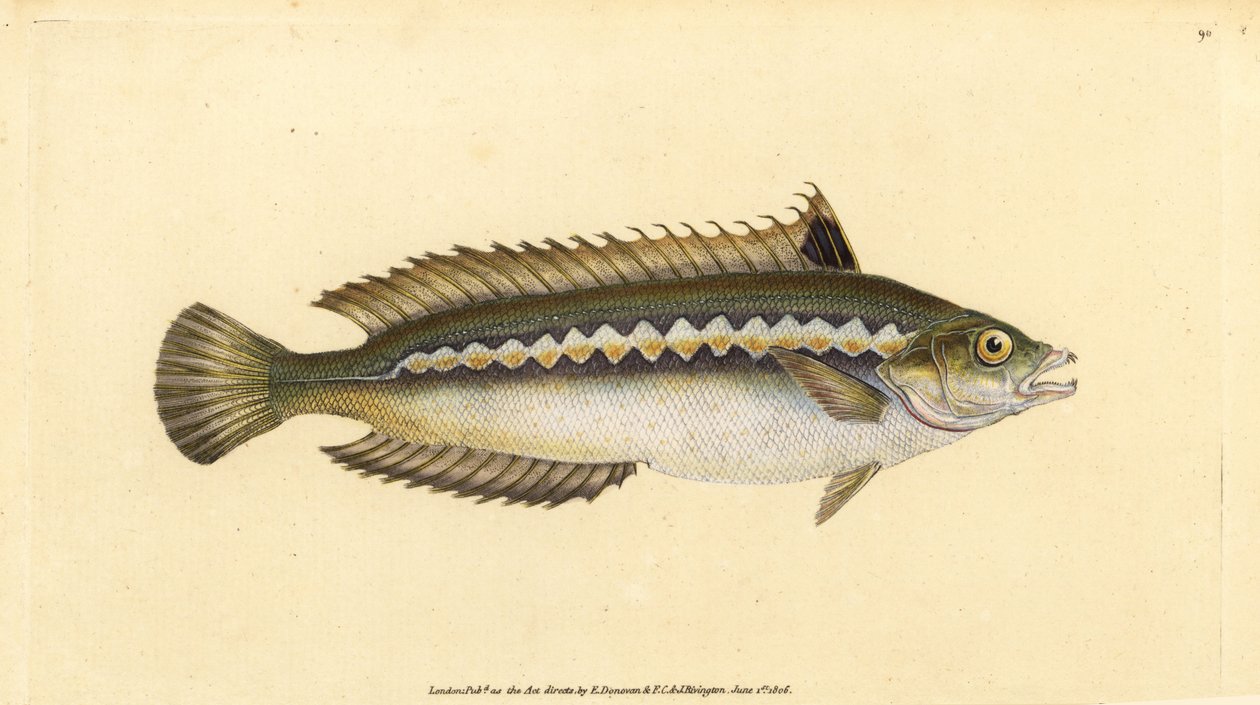 Välimeren sateenkaarivire, Coris julis (sisävihreäleipä, Labrus julis). Käsinvärinen kuparilevy, jonka on piirtänyt ja kaivertanut Edward Donovan teoksestaan Natural History of British Fishes, Donovan and F.C. ja J. Rivington, Lontoo tekijältä Edward Donovan