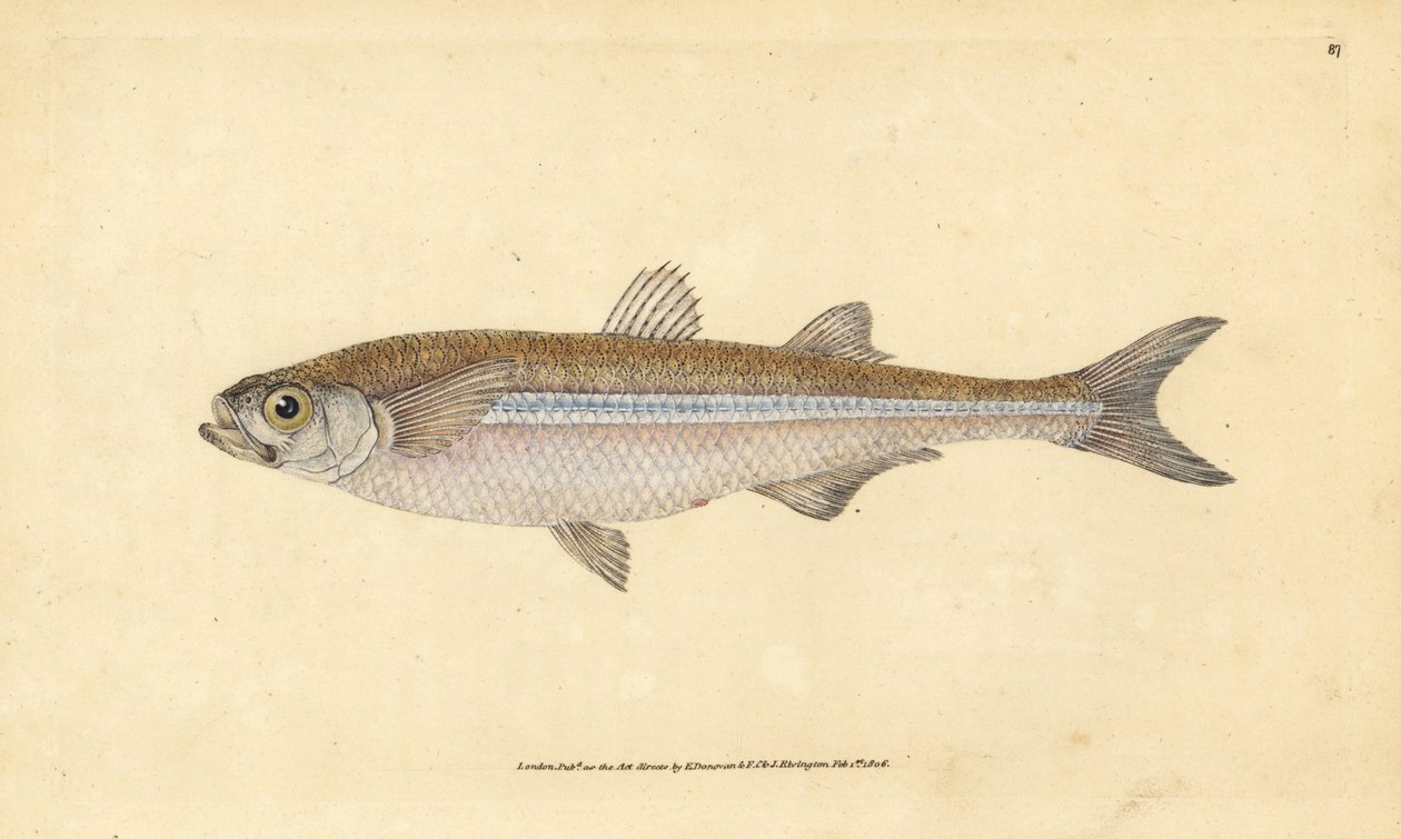 Välimeren hiekkakuore tai eurooppalainen ateriini, Atherina hepsetus. Käsinvärinen kuparilevy, jonka on piirtänyt ja kaivertanut Edward Donovan teoksestaan Natural History of British Fishes, Donovan and F.C. ja J. Rivington, Lontoo tekijältä Edward Donovan
