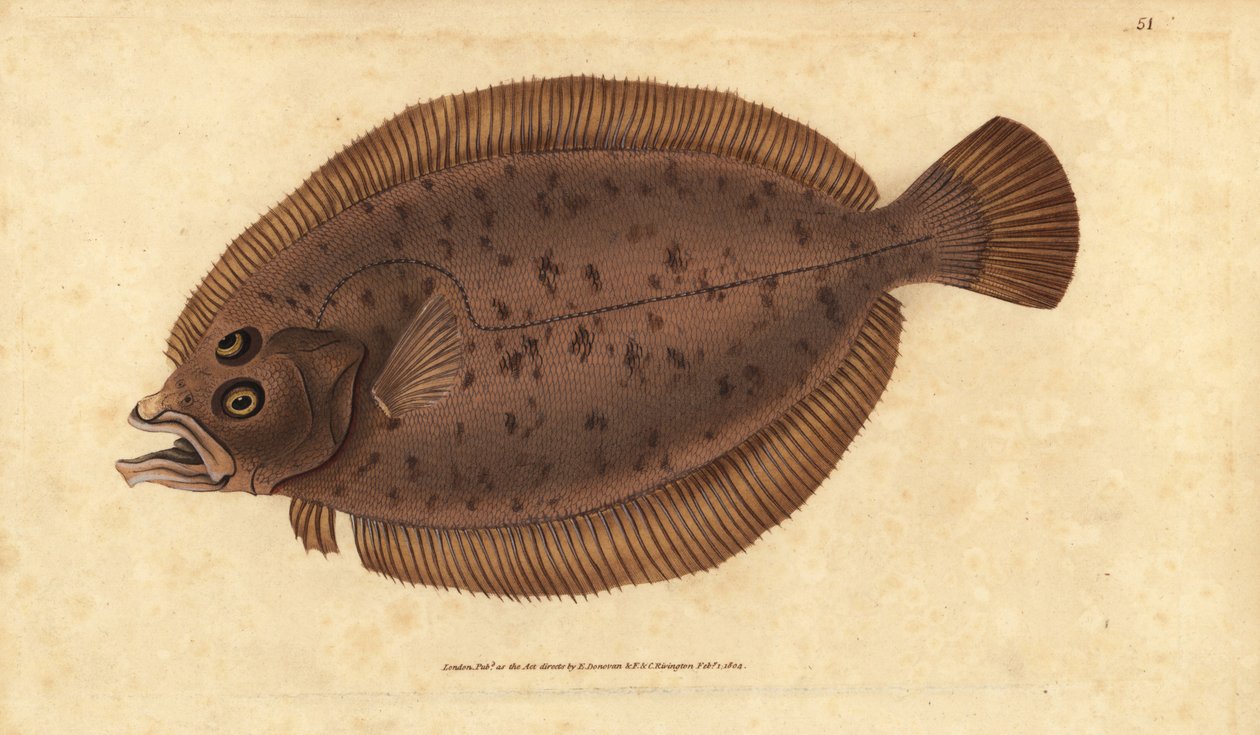 Megrim tai whiff, Lepidorhombus whiffiagonis (Pleuronectes megastoma). Käsinvärinen kuparilevy, jonka on piirtänyt ja kaivertanut Edward Donovan teoksestaan Natural History of British Fishes, Donovan and F.C. ja J. Rivington, Lontoo tekijältä Edward Donovan
