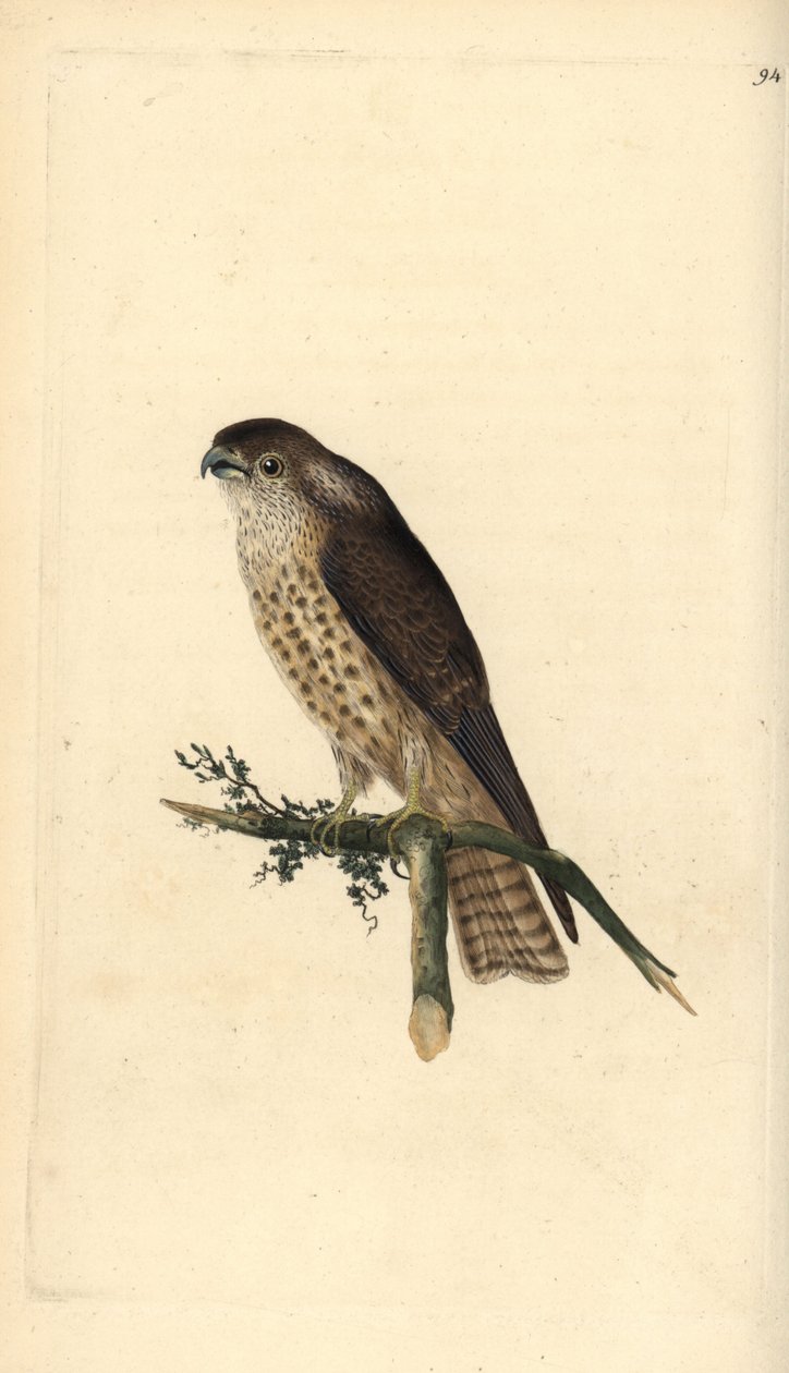 Merlin, Falco columbarius. Käsinvärinen kuparilevy, jonka on piirtänyt ja kaivertanut Edward Donovan omasta "British Birds -luonnonhistoriastaan", Lontoossa tekijältä Edward Donovan