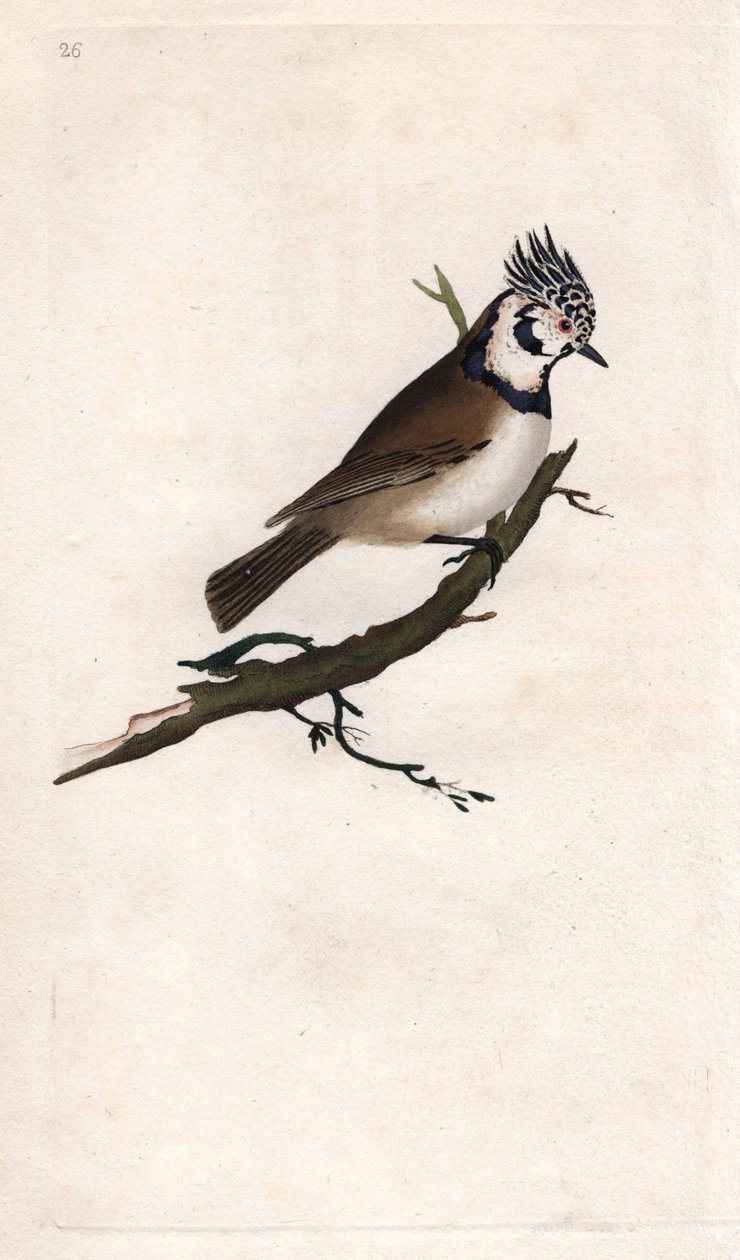 Töyhtötiainen. Lopophanes cristatus cristatus (Parus cristatus). Edward Donovanin (1768-1837) kuparikaiverrus, julkaistu Natural History of British Birdsissä, Lontoossa tekijältä Edward Donovan