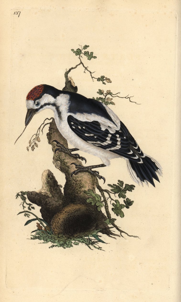 Keskipistetikka, Dendrocopos medius. Käsinvärinen kuparilevy, jonka on piirtänyt ja kaivertanut Edward Donovan omasta "British Birds -luonnonhistoriastaan", Lontoossa tekijältä Edward Donovan