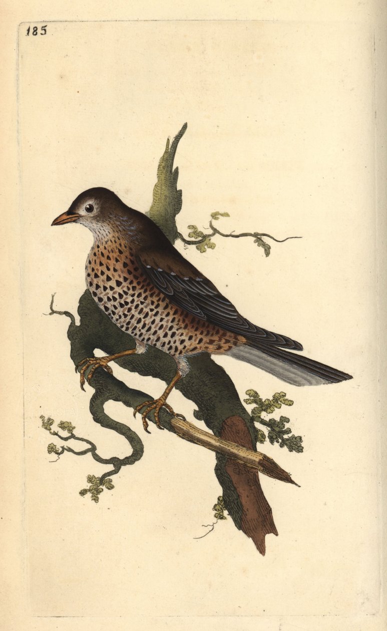 Mistristasta, Turdus viscivorus. Käsinvärinen kuparilevy, jonka on piirtänyt ja kaivertanut Edward Donovan omasta "British Birds -luonnonhistoriastaan", Lontoossa tekijältä Edward Donovan